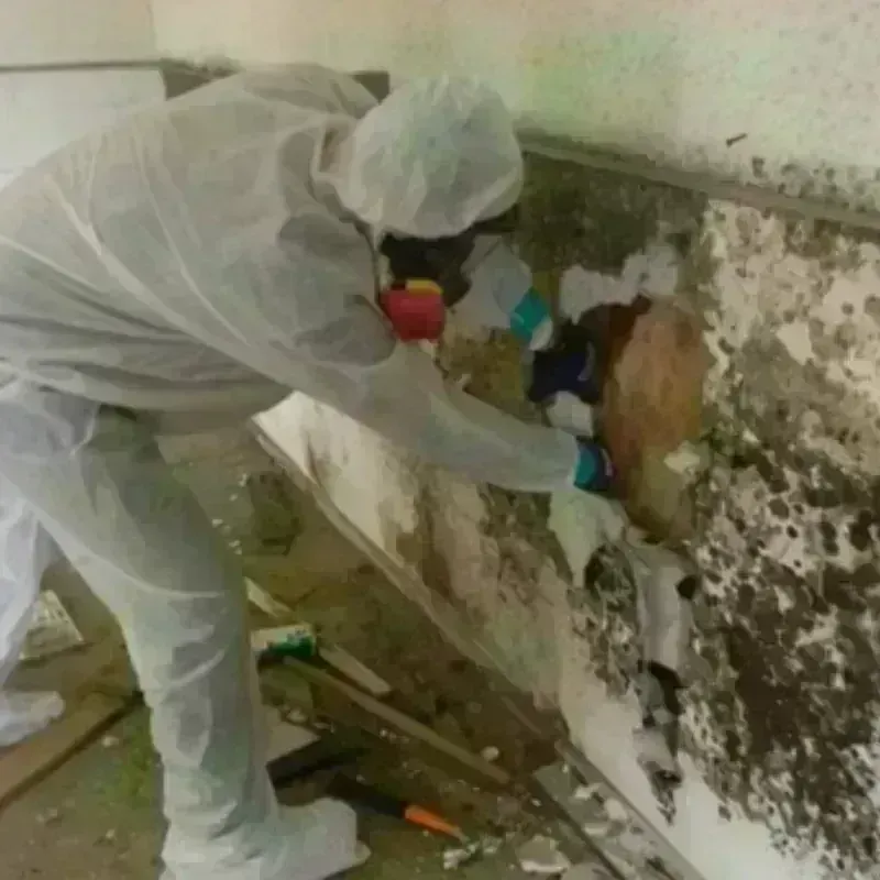 Mold Remediation and Removal in Ruskin, FL